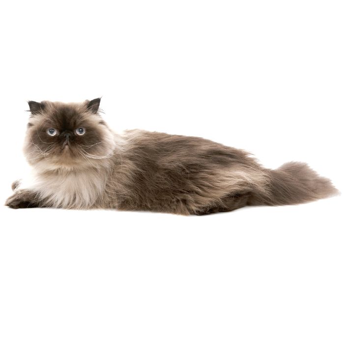himalayan cat