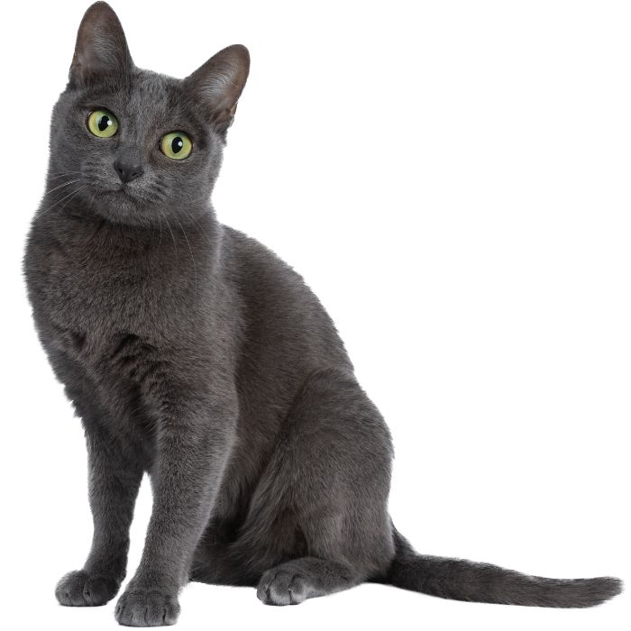 korat cat
