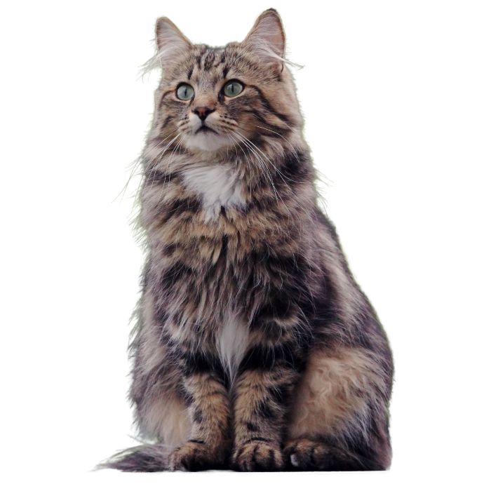 norwegian forest cat