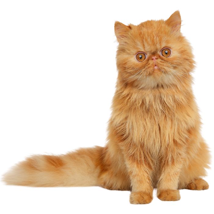persian cat