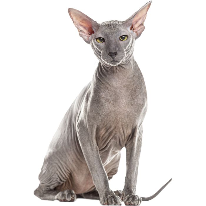 peterbald cat