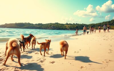 Pláž přátelská k psům – Vše, co o tom musíš vědět!