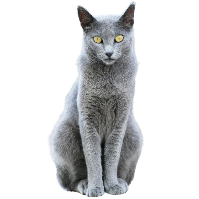 russian blue cat