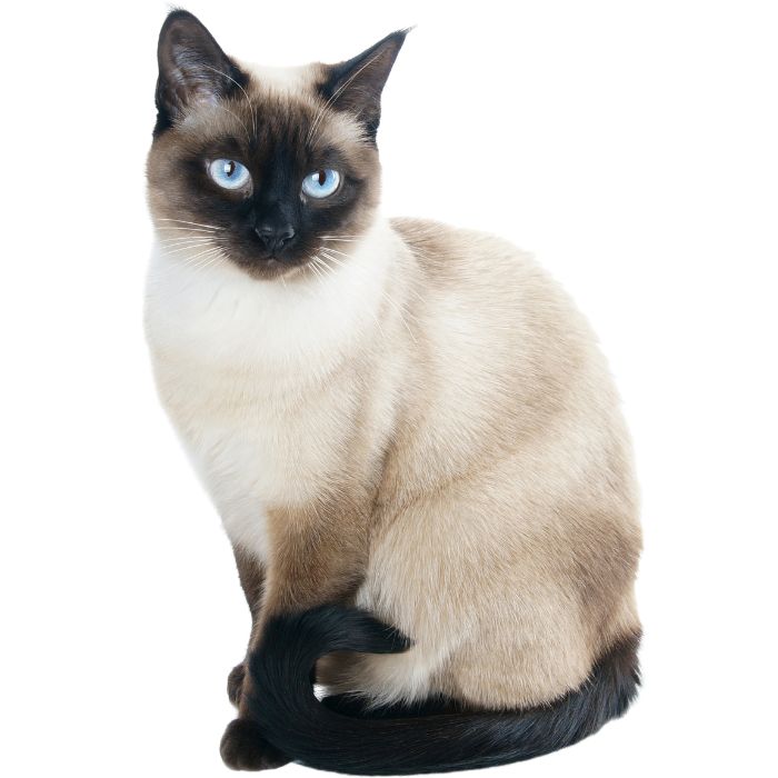 siamese cat