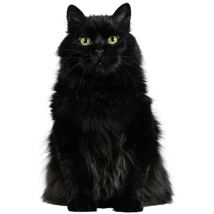 siberian cat