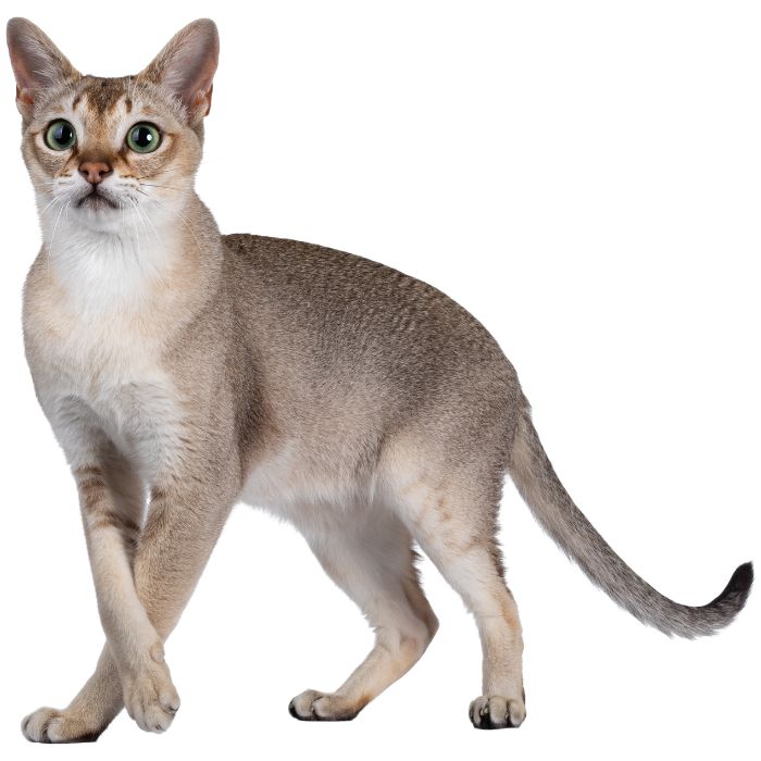 singapura cat