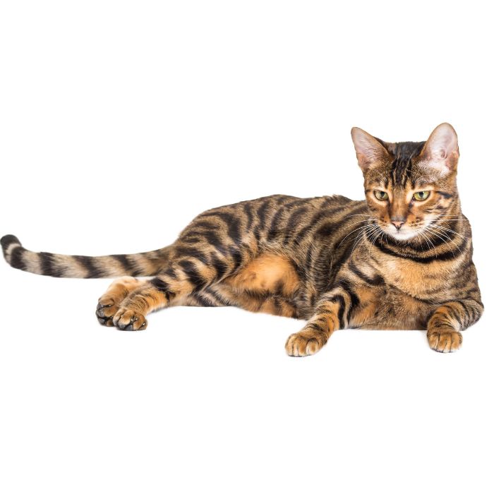 toyger