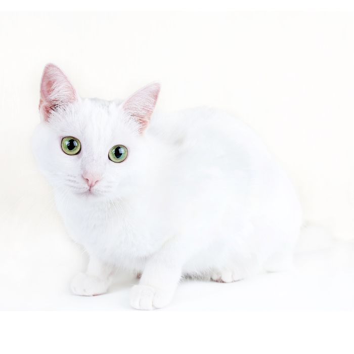turkish angora cat