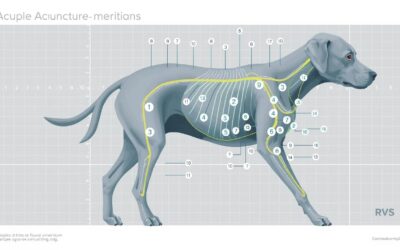 Akupunktura pro psy – Vše, co o ní musíš vědět!