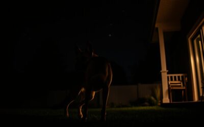 Noční ochranná úloha psa – Vše, co o tom musíš vědět!