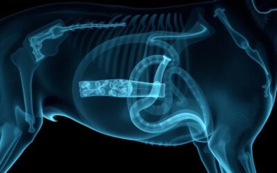 Cizí těleso ve střevech u psa – Vše, co o tom potřebujete vědět!