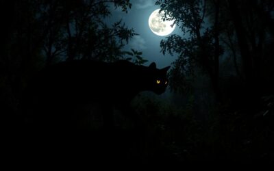 Kočičí blog 22 Noční lov kočky – Všechno, co o tom potřebuješ vědět!