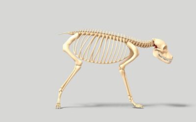 Osteoporóza u psa – Vše, co o tom potřebujete vědět!