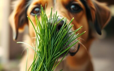 Může můj pes jíst pažitku? – Všechno, co o tom musíš vědět!