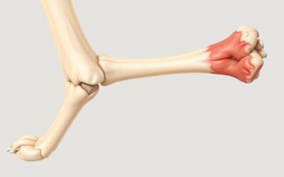 Periostitida z výživových důvodů u psa – Vše, co o tom potřebujete vědět!