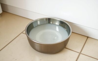 Kočičí blog 22 Používání pítka pro kočky – Všechno, co o tom potřebuješ vědět!