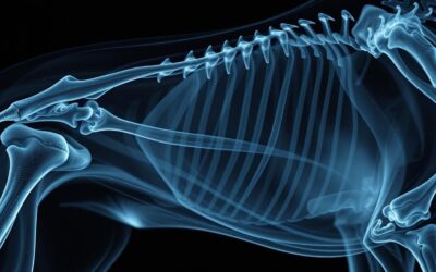 Zlomenina kostí u psa – Vše, co o tom potřebujete vědět!