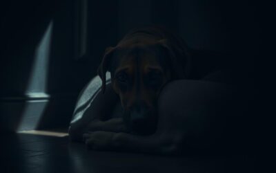 Online magazín CricksyDog 17 Duševní poruchy u psů – Vše, co o tom potřebujete vědět!