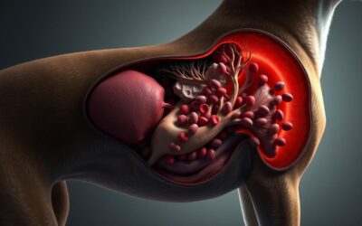 Online magazín CricksyDog 21 Imunitně zprostředkovaná trombocytopenie u psa – Vše, co o tom potřebujete vědět!
