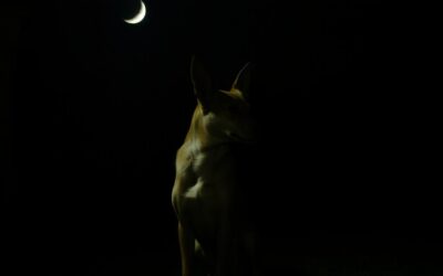 Pes štěká v noci – proč?