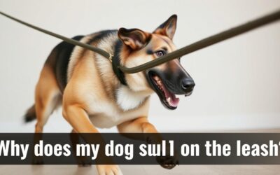 Online magazín CricksyDog 16 Proč můj pes tak silně tahá na vodítku?