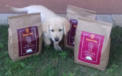 Proč jsem se rozhodl pro CricksyDog – příběh pejskaře