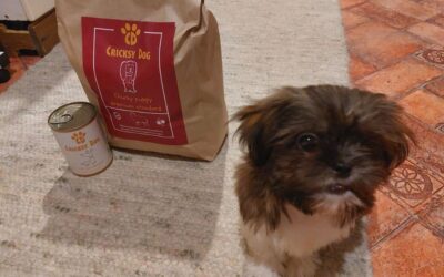 CricksyDog zákaznický servis: takto rychle jsem dostal odpověď