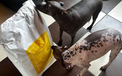 Juliet hipoalergenní krmivo: rychlé doručení, reálné recenze