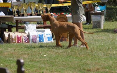 Online magazín CricksyDog 20 Twinky lososový olej při denním dávkování – co se změnilo?