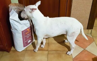 Účinek hipoalergenního krmiva Juliet na vypadávání srsti