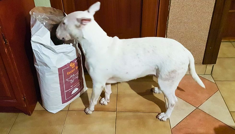 Účinek hipoalergenního krmiva Juliet na vypadávání srsti