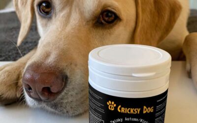 Juliet nebo Ted – které krmivo objednat pro citlivého psa?