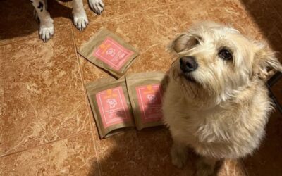 Zkušenost: co má můj vybíravý pes nejraději?