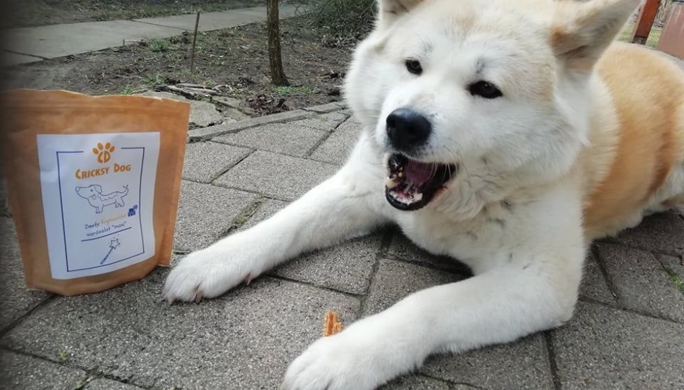 Co říkají stálí zákazníci na balení CricksyDog krmiv?