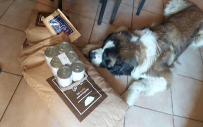 Objednávka CricksyDog s kupónem – jak jej použít v košíku?