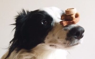 Juliet + Twinky lososový olej: skvělá kombinace