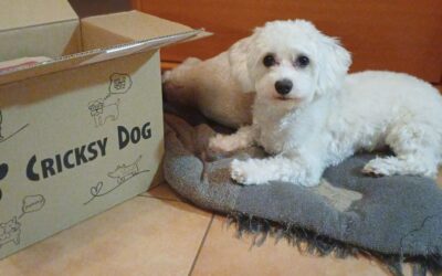 Proč je důležité pravidelné čištění zubů psa? – znovupoužití Denty