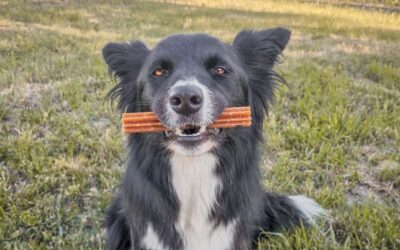 Výhody CricksyDog předplatného – proč se to vyplatí dlouhodobě