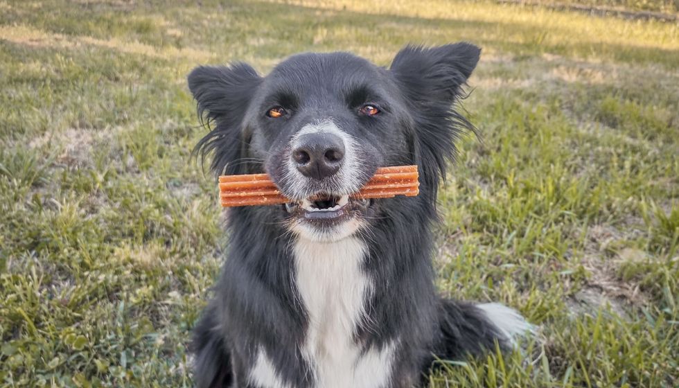 Výhody CricksyDog předplatného – proč se to vyplatí dlouhodobě