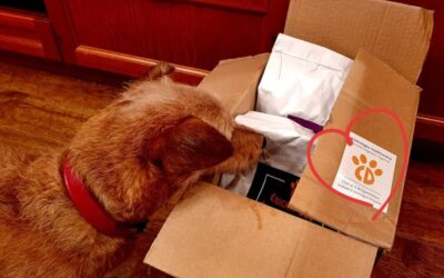 Online magazín CricksyDog 21 Proč je dobré, když pes jí stále tu samou značku?