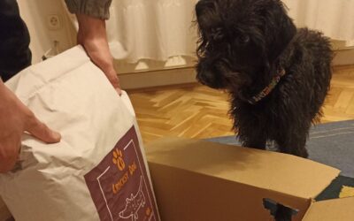 Zkušenosti se zákaznickou podporou e-shopu CricksyDog – jsou rychlí a ochotní?