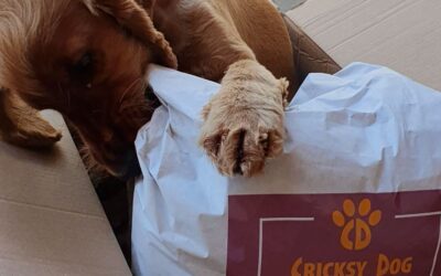 Ted suché krmivo pro psy – recenze zákazníků na velká plemena