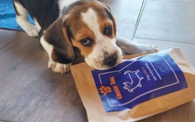 Poleva na krmivo vs. pamlsek u vybíravých psů – co říkají majitelé?