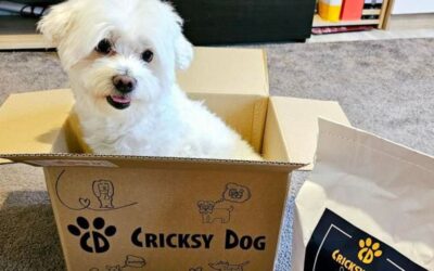 Juliet nebo Ted u psů s kožními problémy – co fungovalo lépe?