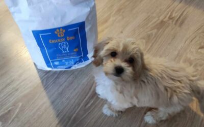 Zpětná vazba od majitelů psů na produkty CricksyDog