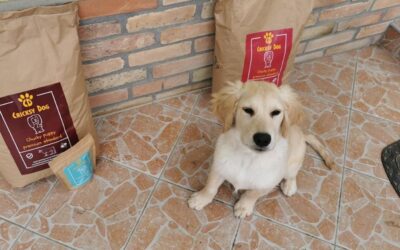 Alergický pes po 3 týdnech s CricksyDog – viditelná změna