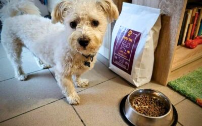 Online magazín CricksyDog 20 Jak se změnil život tvého psa po CricksyDog krmivu?