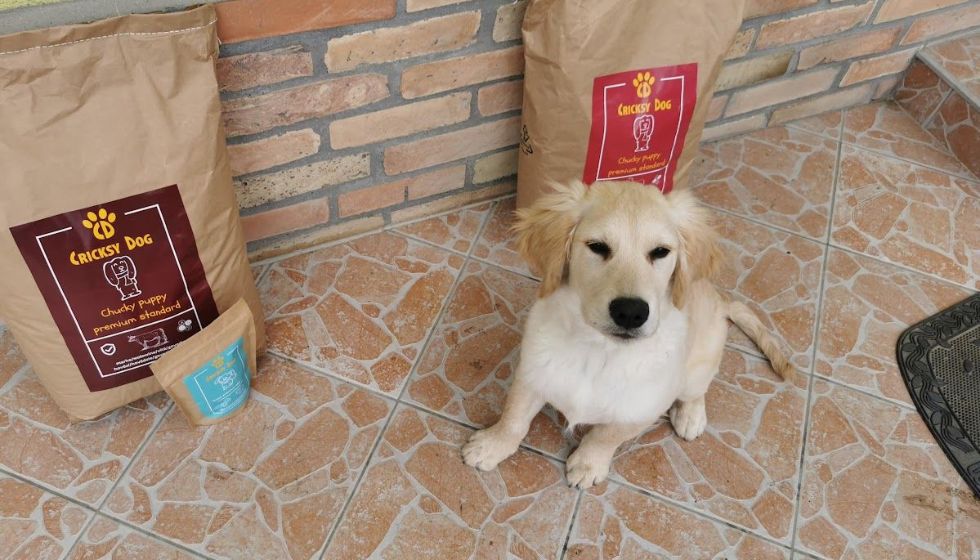 Alergický pes po 3 týdnech s CricksyDog – viditelná změna
