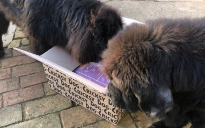 Online magazín CricksyDog 21 Střídání chutí CricksyDog – kdy to má smysl a kdy ne?