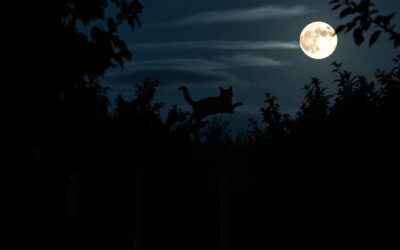 Zvýšená aktivita večer – běžné u koček v létě?